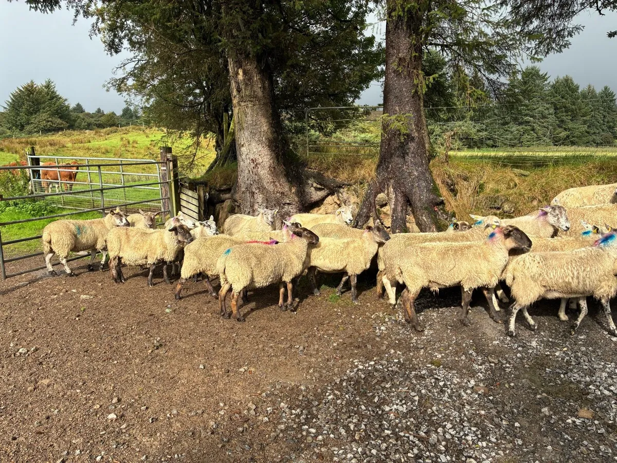 38 Ewes - Image 3