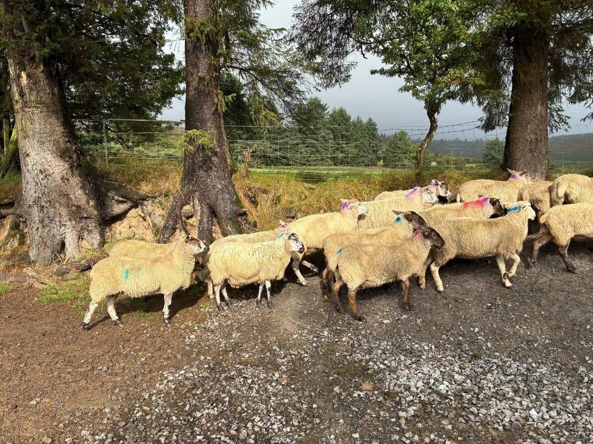 38 Ewes - Image 4
