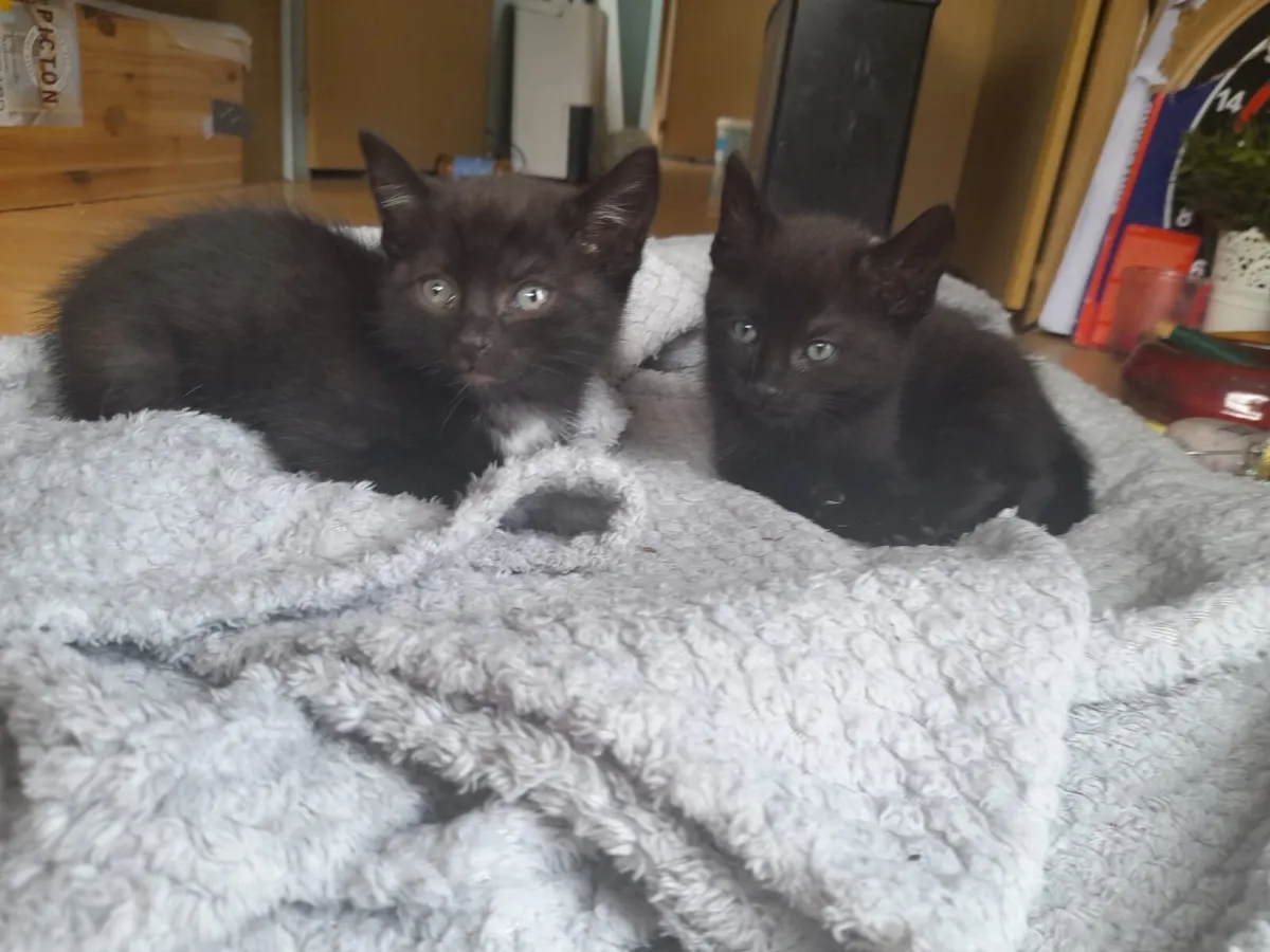 Kittens - Image 3
