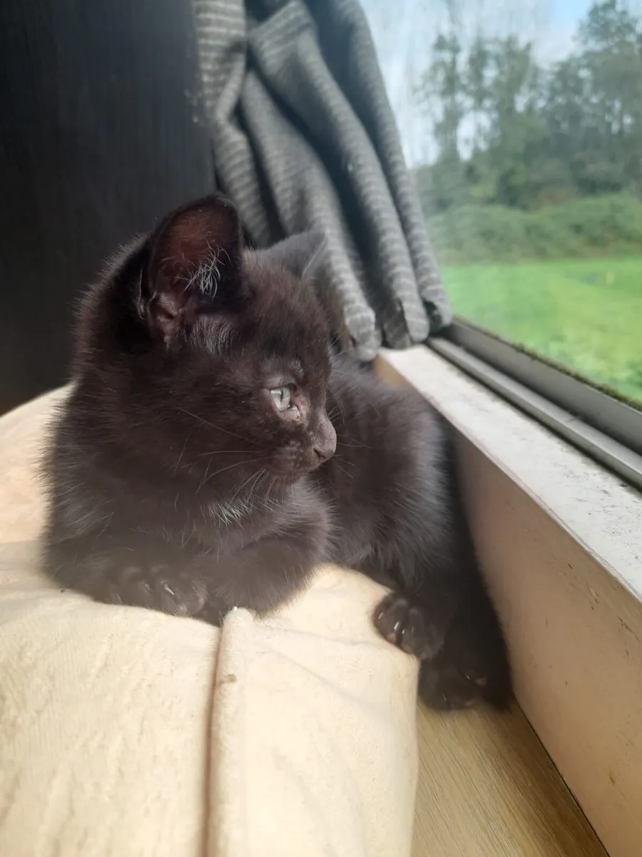 Kittens - Image 4