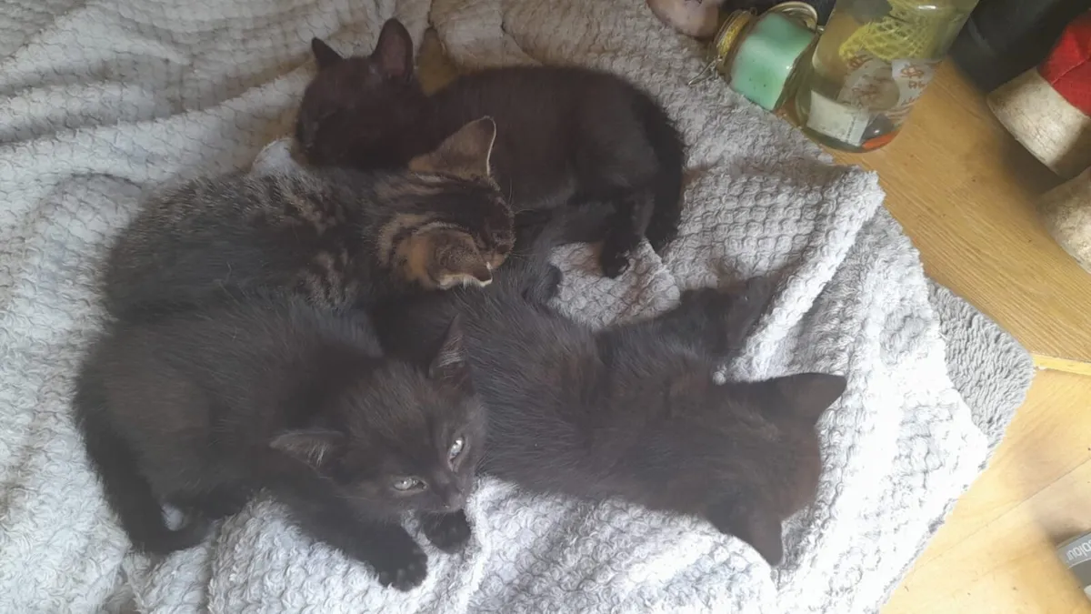 Kittens - Image 2