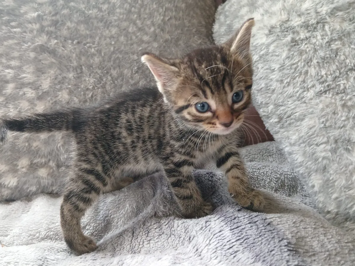 Kittens - Image 1