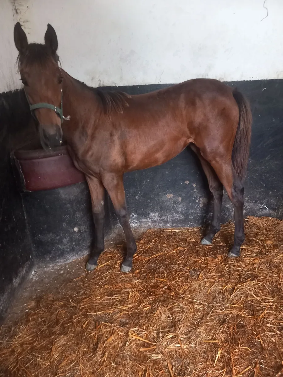 exceptional, goodlooking filly foal T.B. - Image 2
