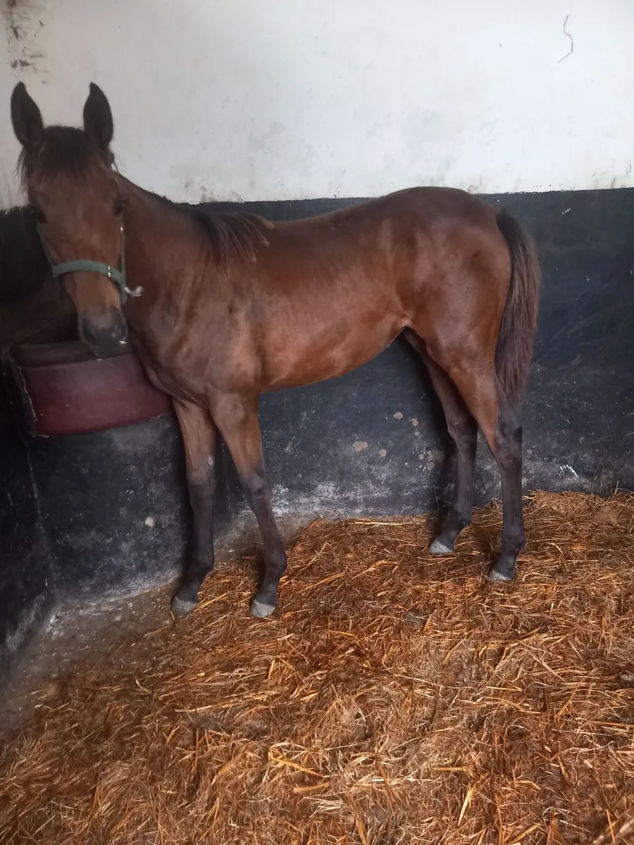 exceptional, goodlooking filly foal T.B. - Image 4