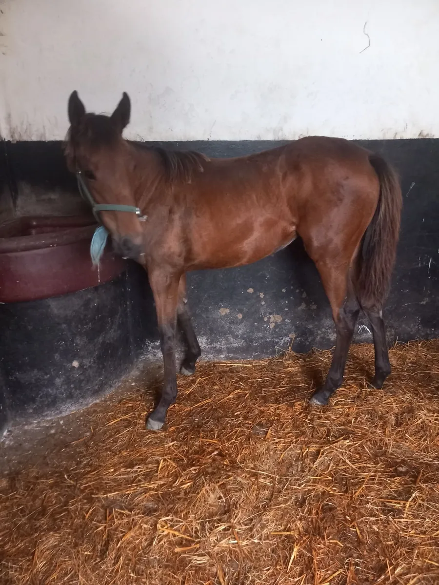 exceptional, goodlooking filly foal T.B. - Image 3