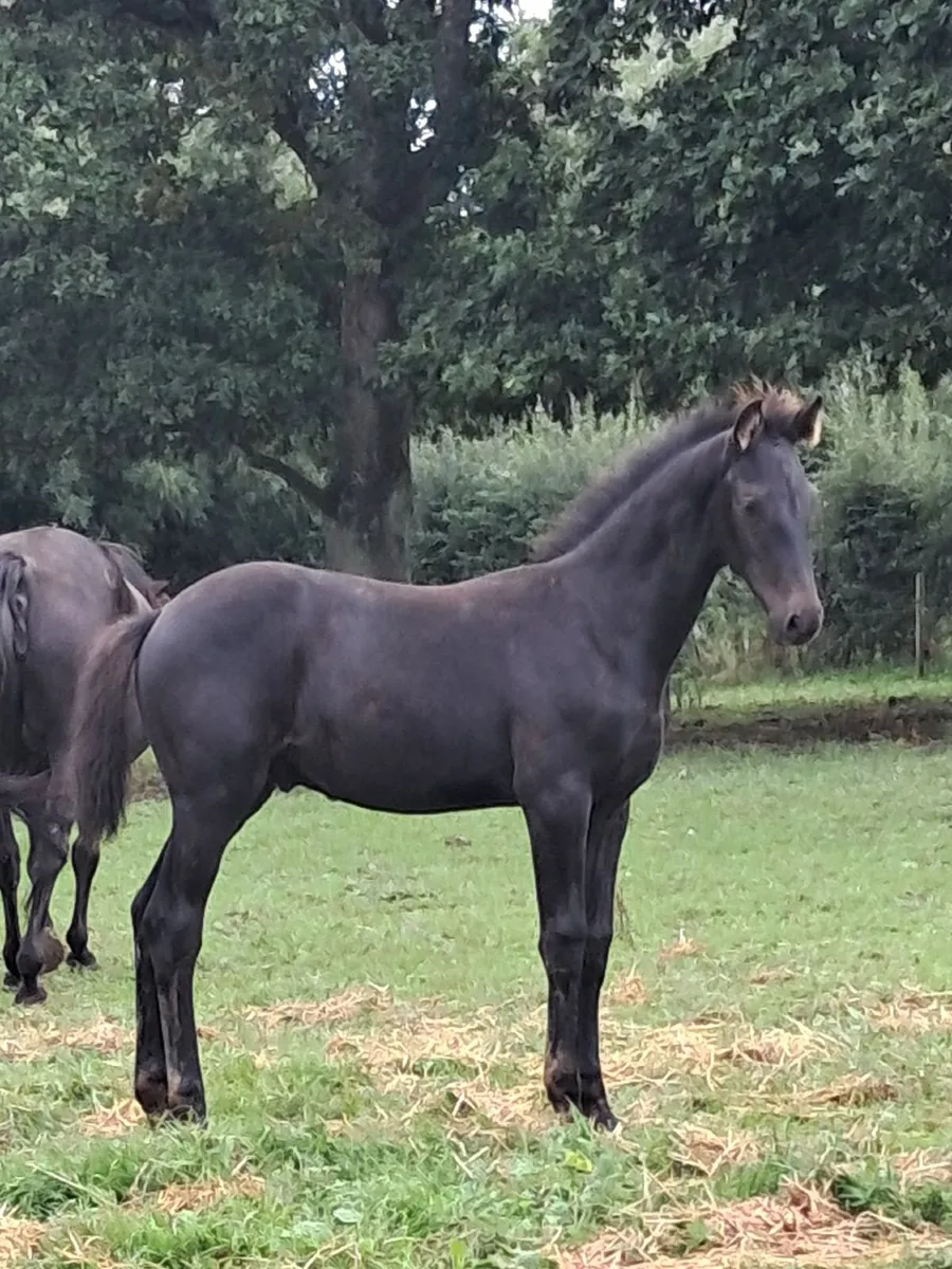 Foal - Image 1