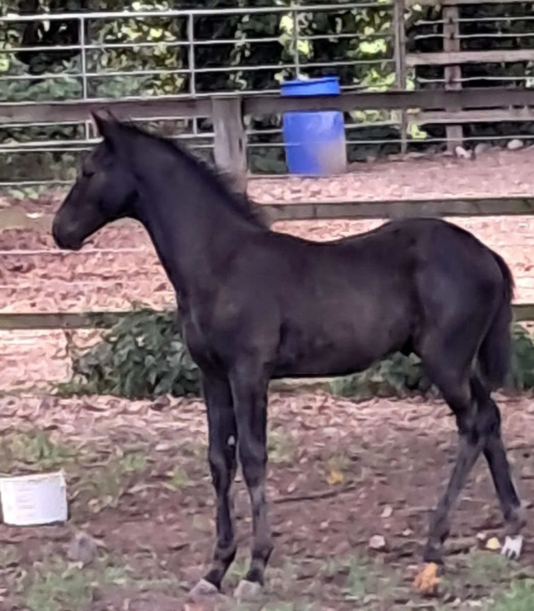Foal - Image 2
