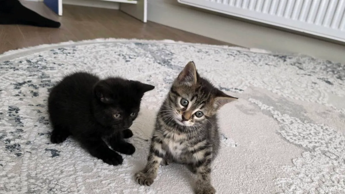 Kittens (only black left) - Image 1