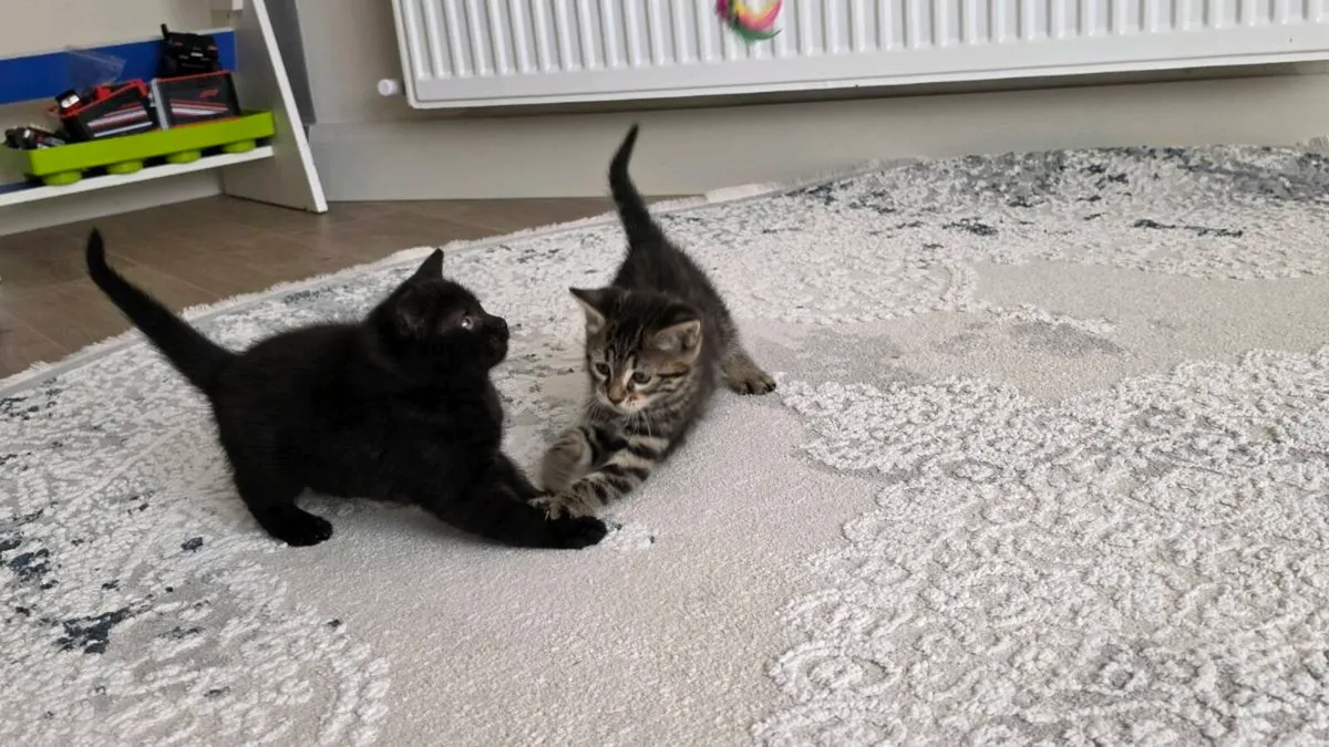 Kittens (only black left) - Image 2