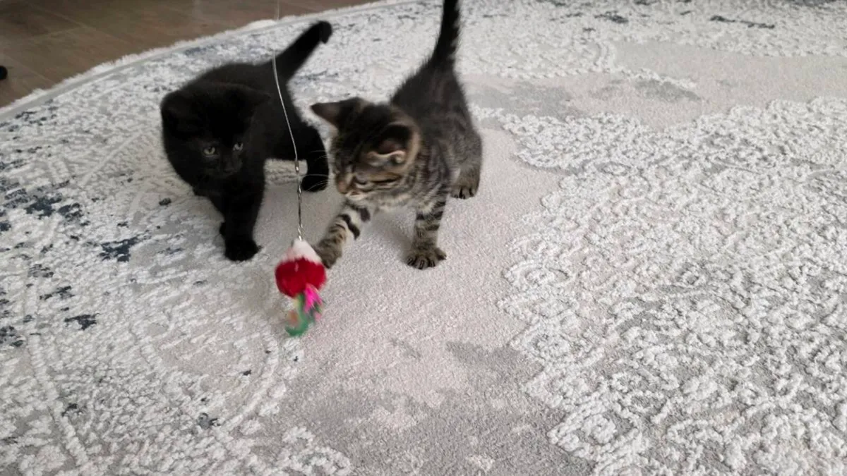 Kittens (only black left) - Image 3