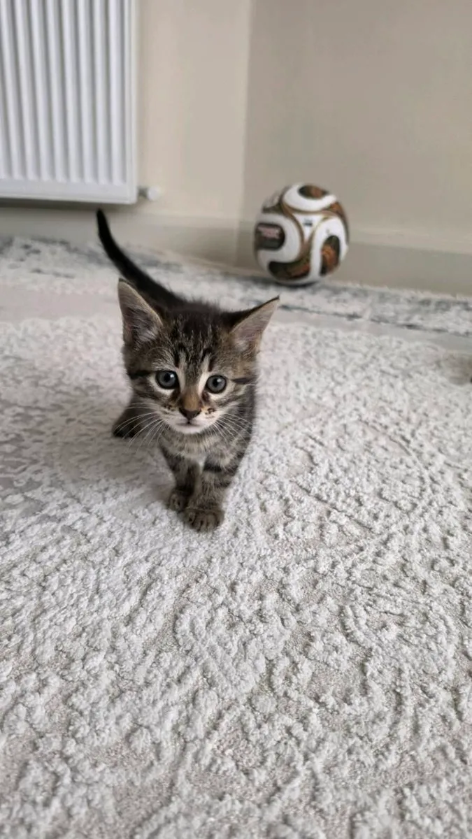 Kittens (only black left) - Image 4