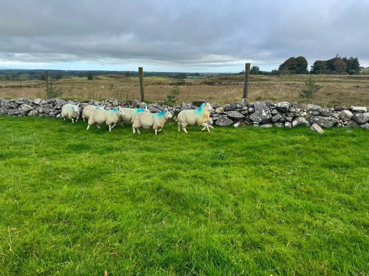 6 Wicklow Cheviot ewe lambs - Image 2