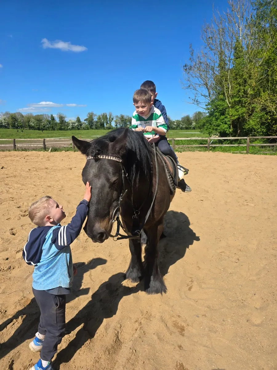 Breaking / Educating young horses. - Image 4