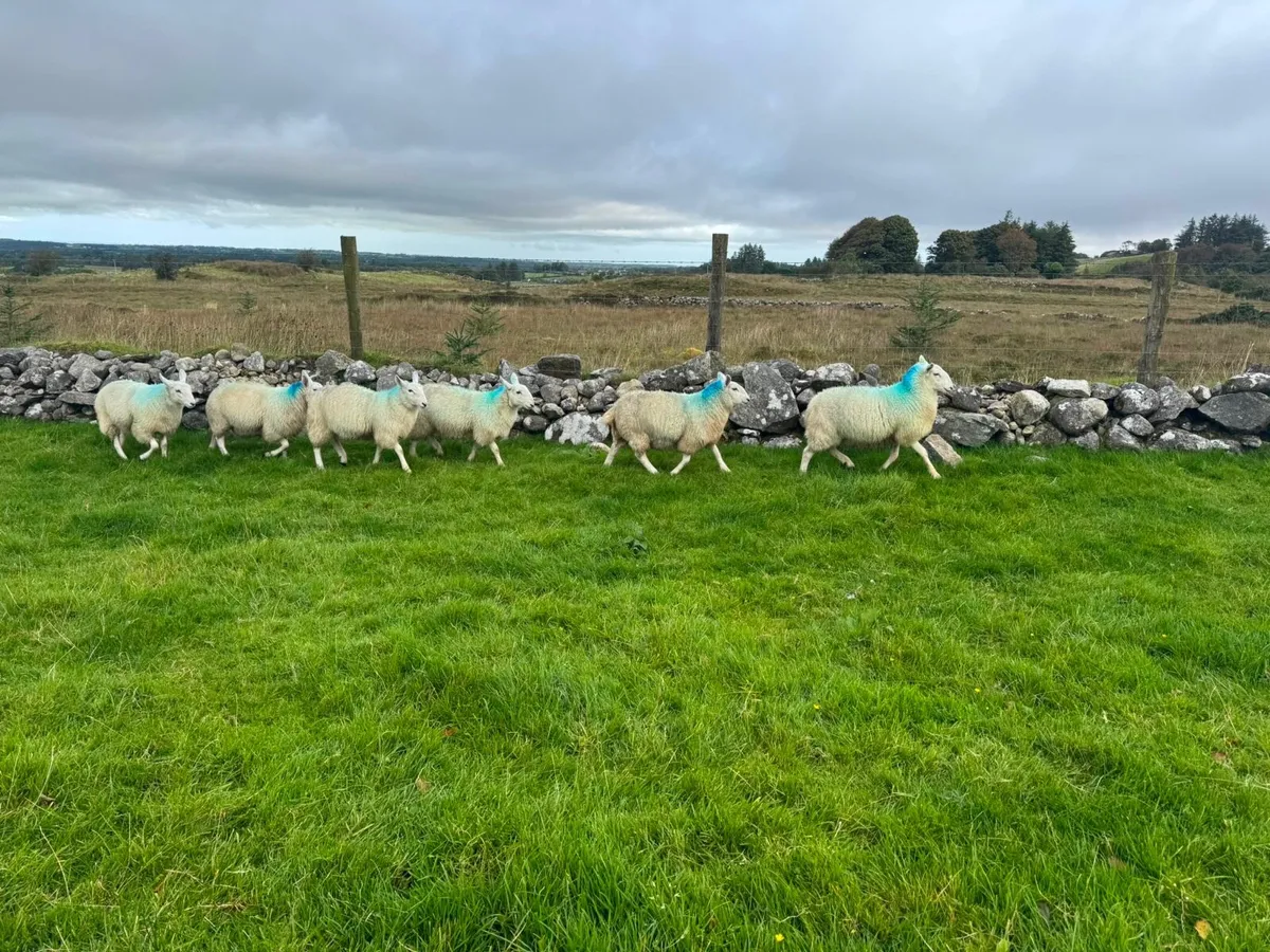 6 Wicklow Cheviot ewe lambs - Image 3