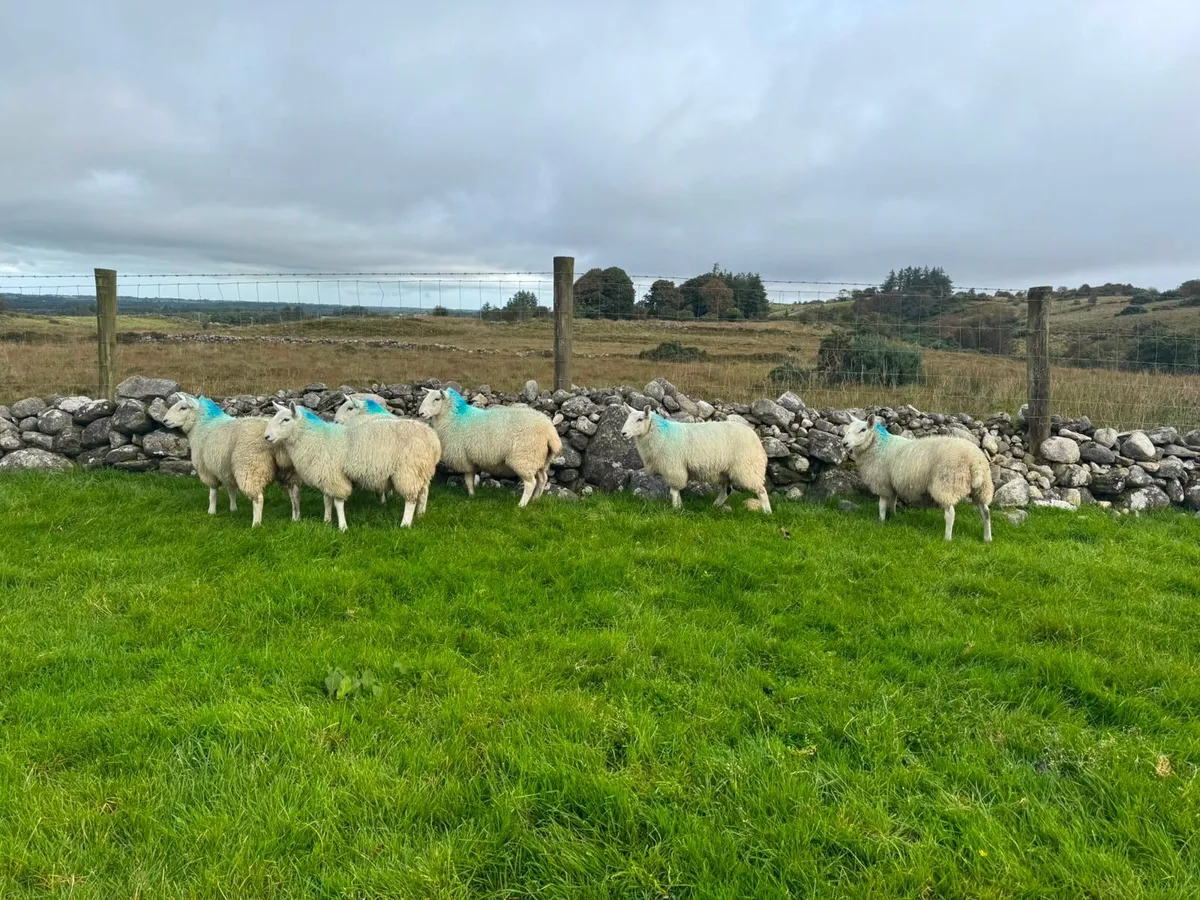 6 Wicklow Cheviot ewe lambs - Image 4