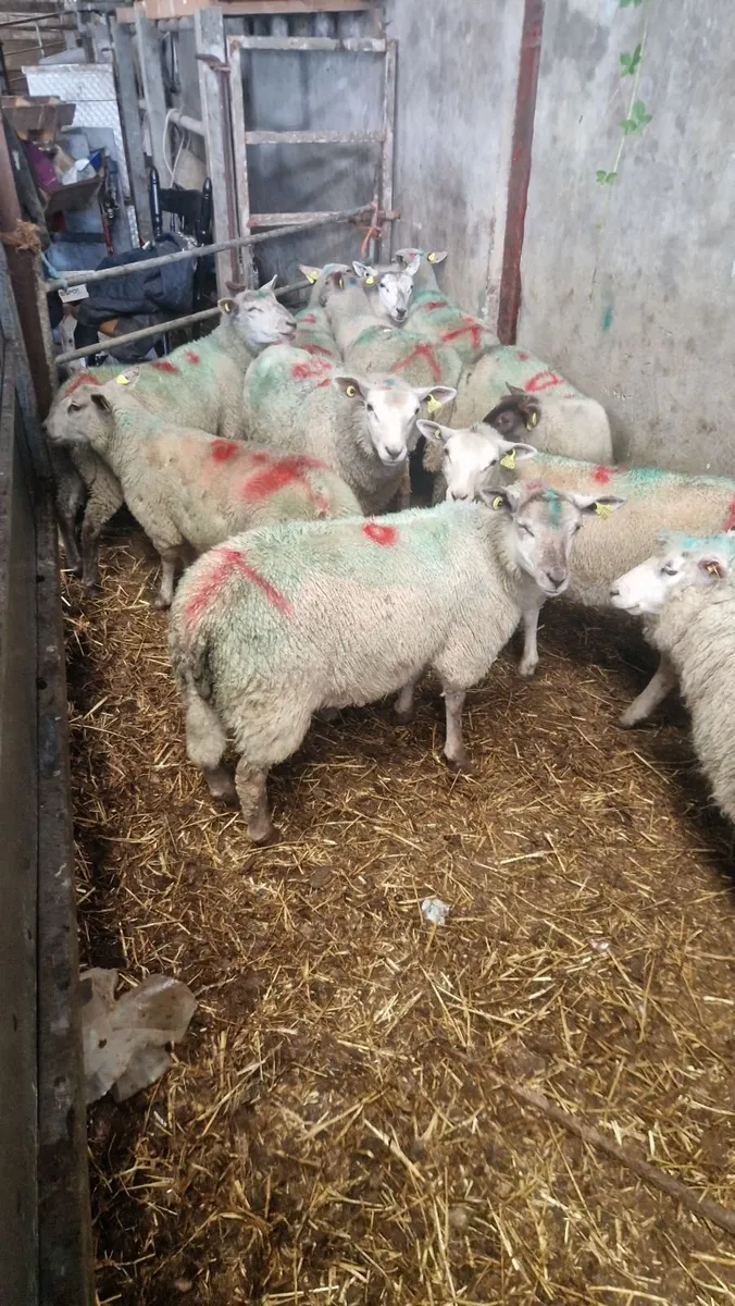 10 charlois cross ewe lambs - Image 2