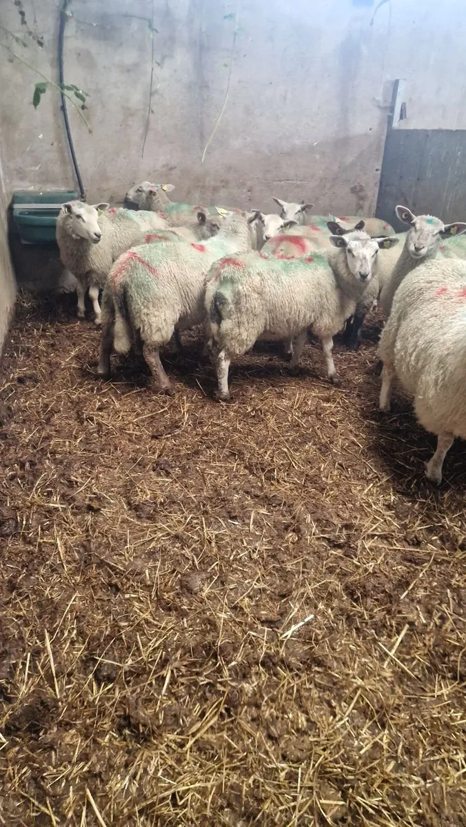 10 charlois cross ewe lambs - Image 3