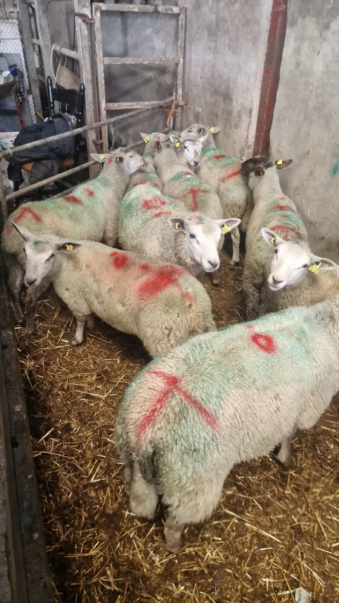 10 charlois cross ewe lambs - Image 1