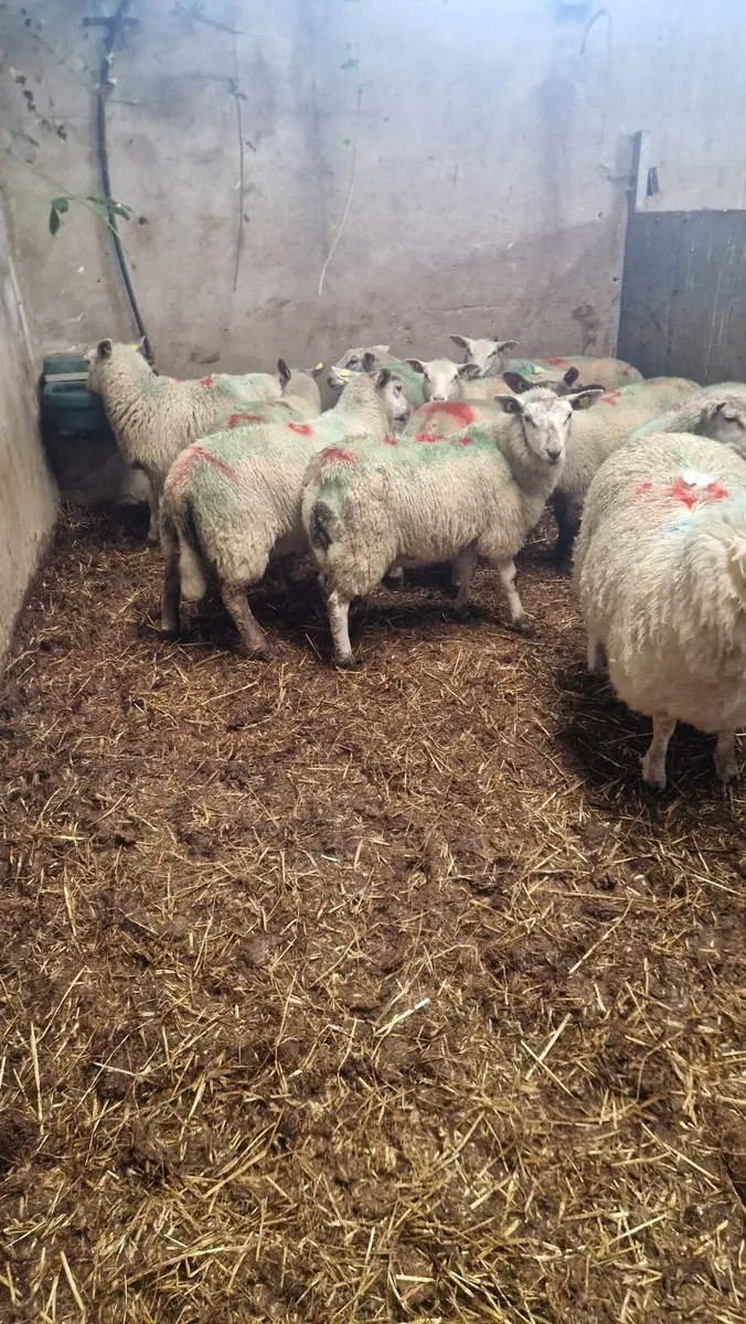 10 charlois cross ewe lambs - Image 4