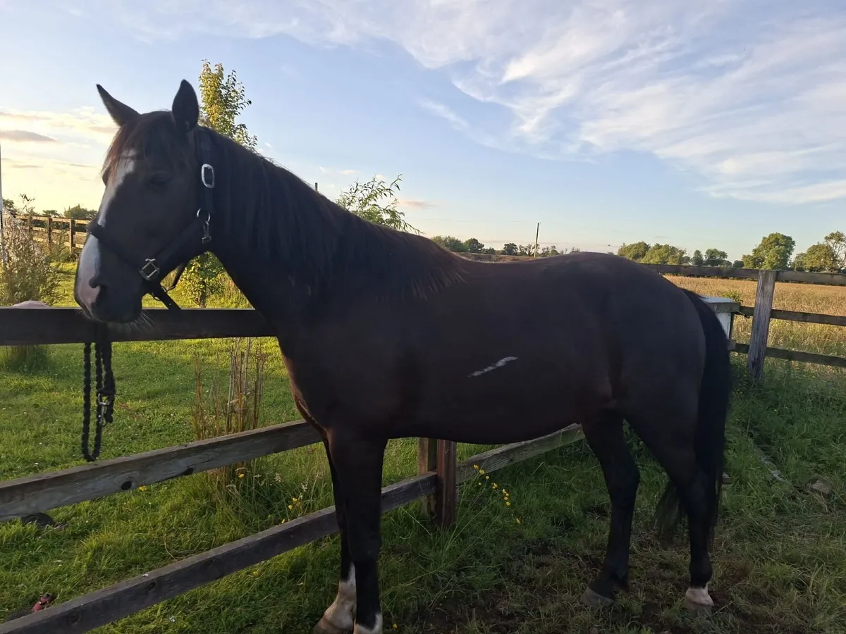 BOBBY 9yr old Gelding. - Image 2