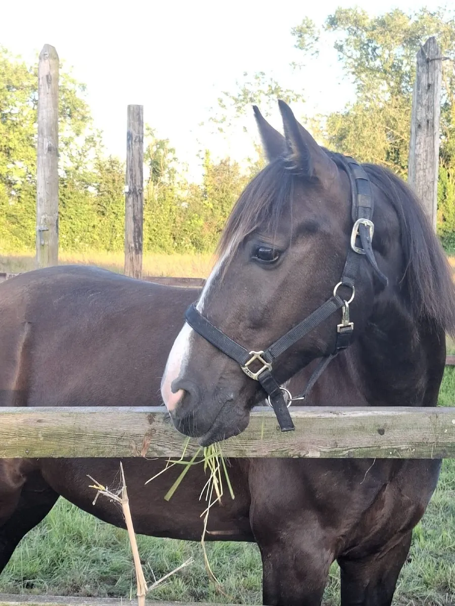 BOBBY 9yr old Gelding. - Image 3