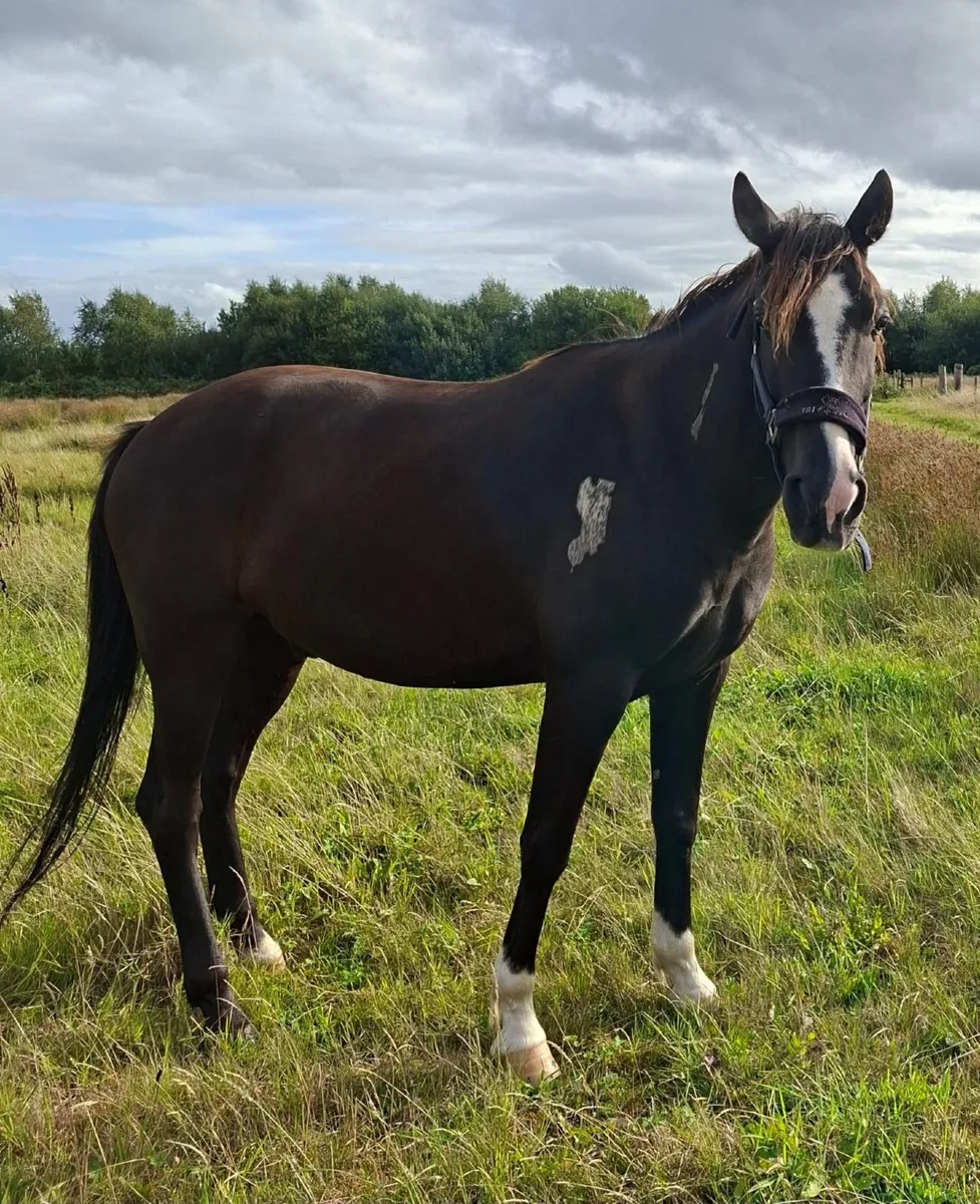 BOBBY 9yr old Gelding. - Image 4