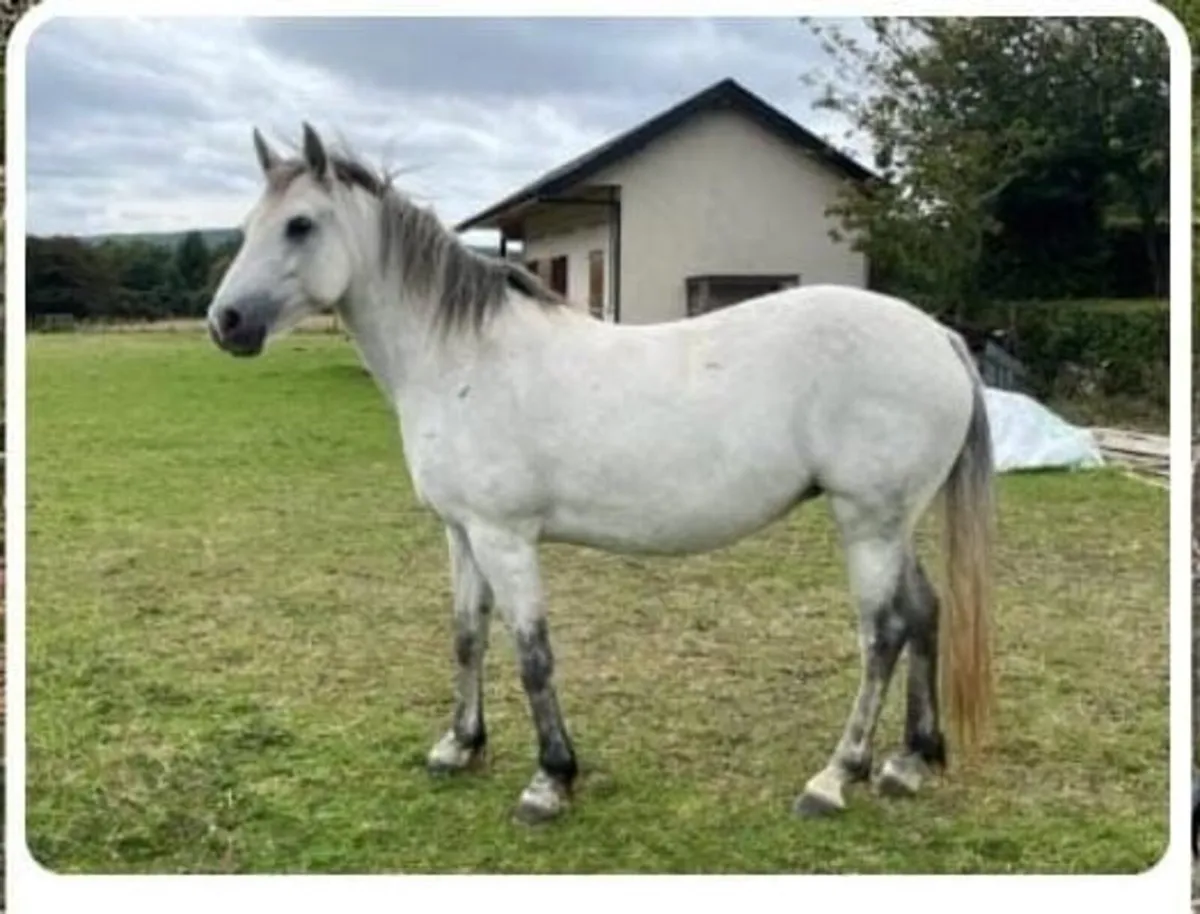 Connemara Cl1 in foal to son of Glencarrick Knight - Image 4