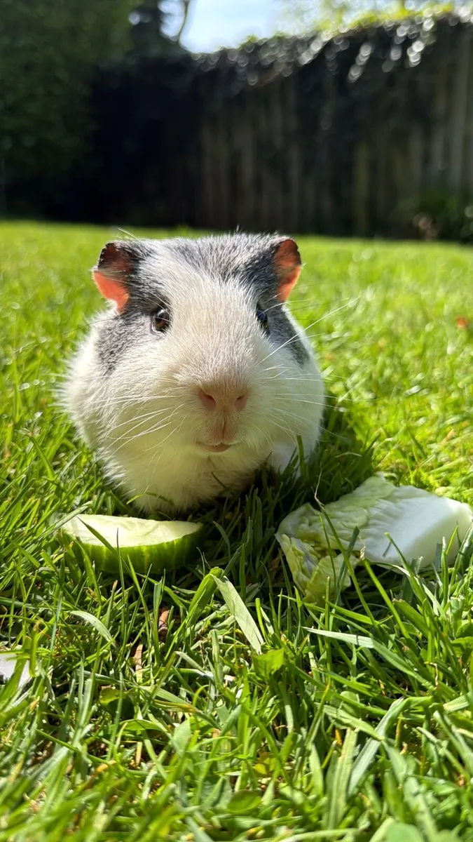 Guinea pigs - Image 3