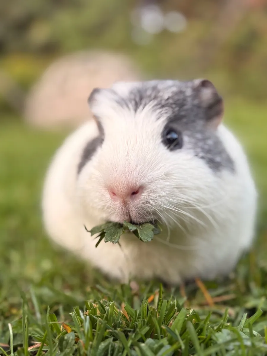Guinea pigs - Image 4