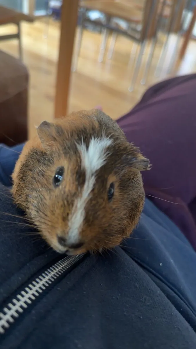 Guinea pigs - Image 1