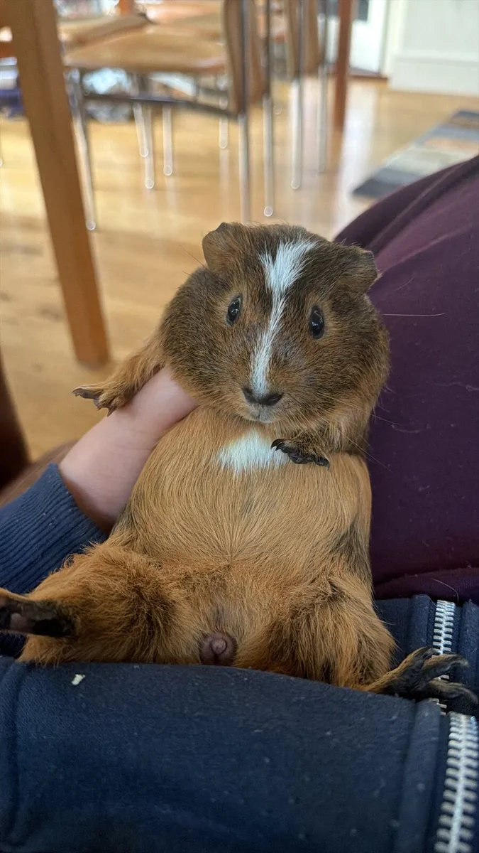 Guinea pigs - Image 2