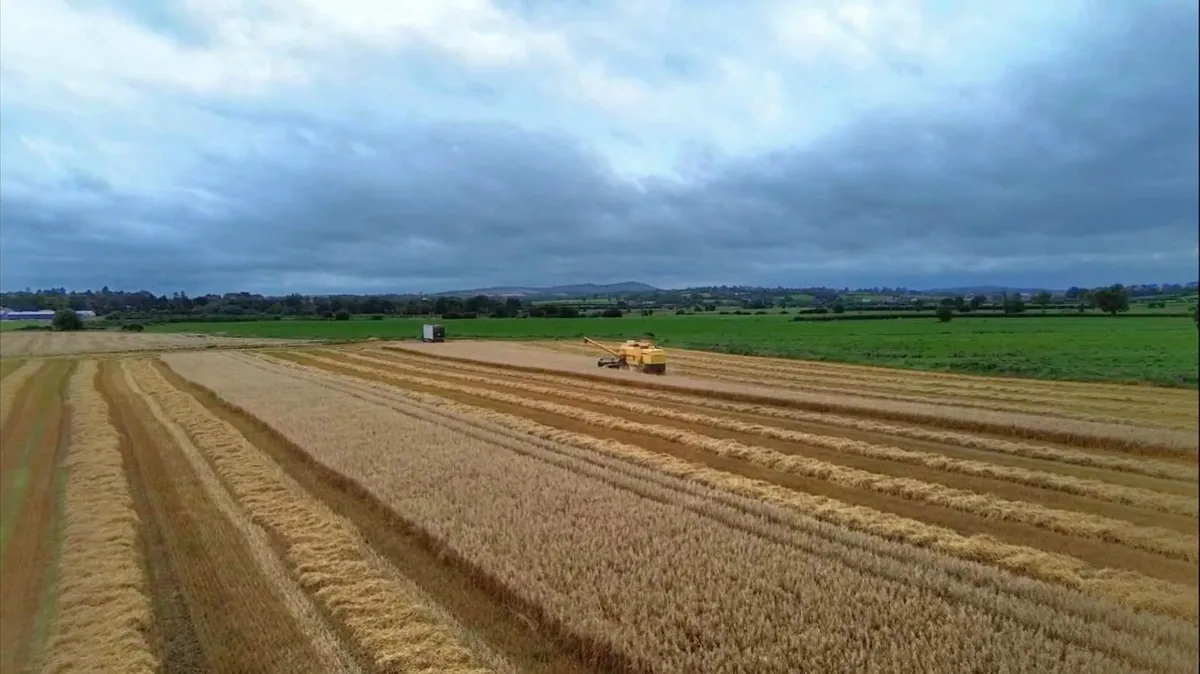 Oats - Image 1