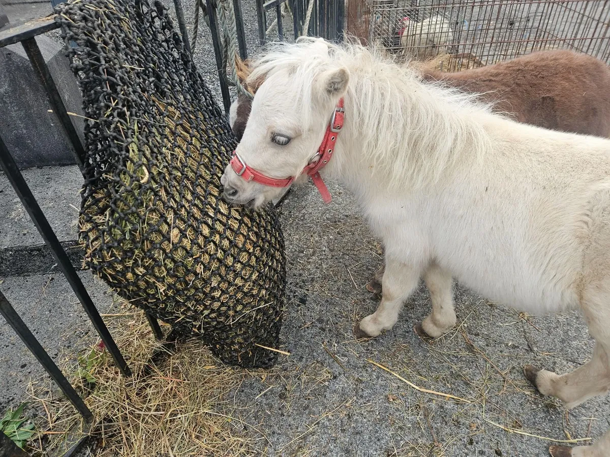 Pony - Image 2