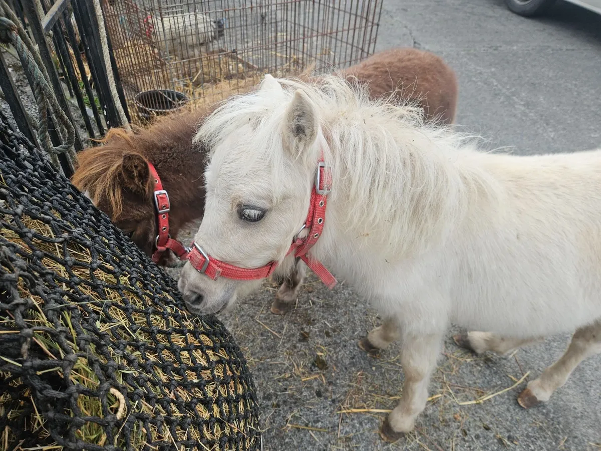 Pony - Image 3