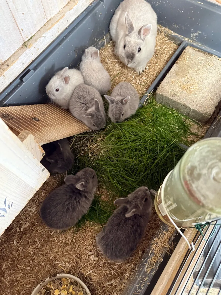 Netherland dwarf rabbits - Image 3