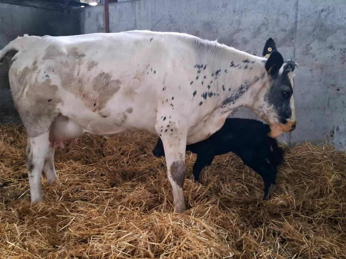 Bbx first calver freshly calved bull calf at foot - Image 3