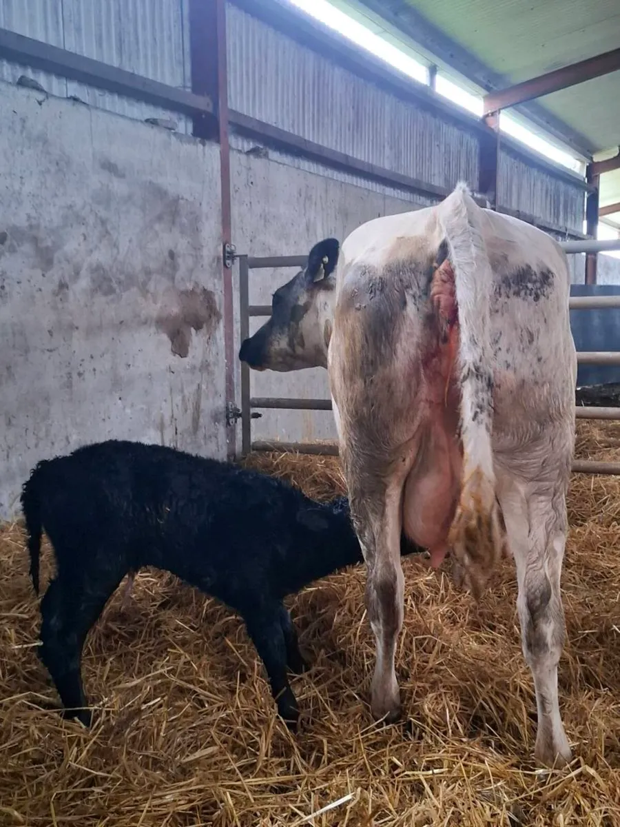 Bbx first calver freshly calved bull calf at foot - Image 4