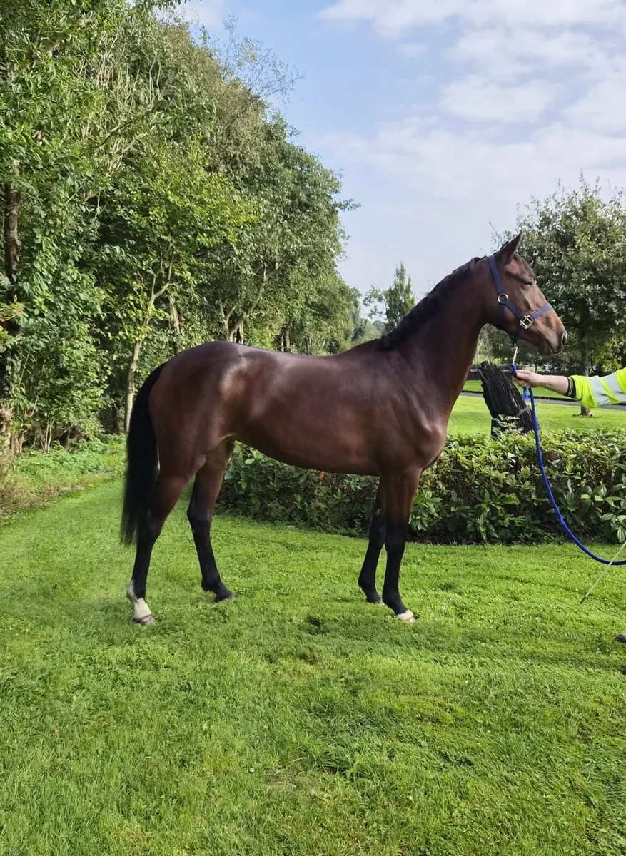3 year old filly - Image 2