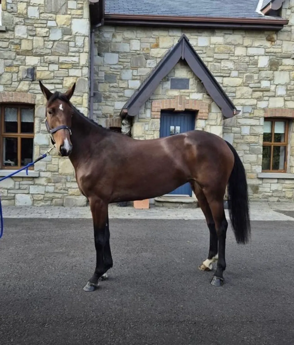 3 year old filly - Image 3