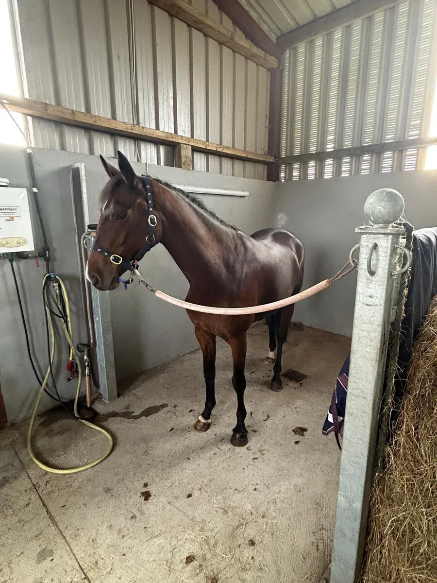 3 year old filly - Image 4