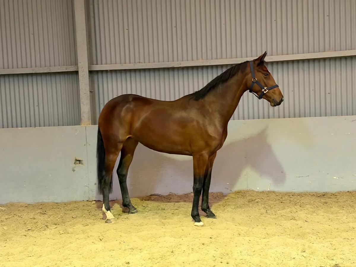 3 year old filly - Image 1