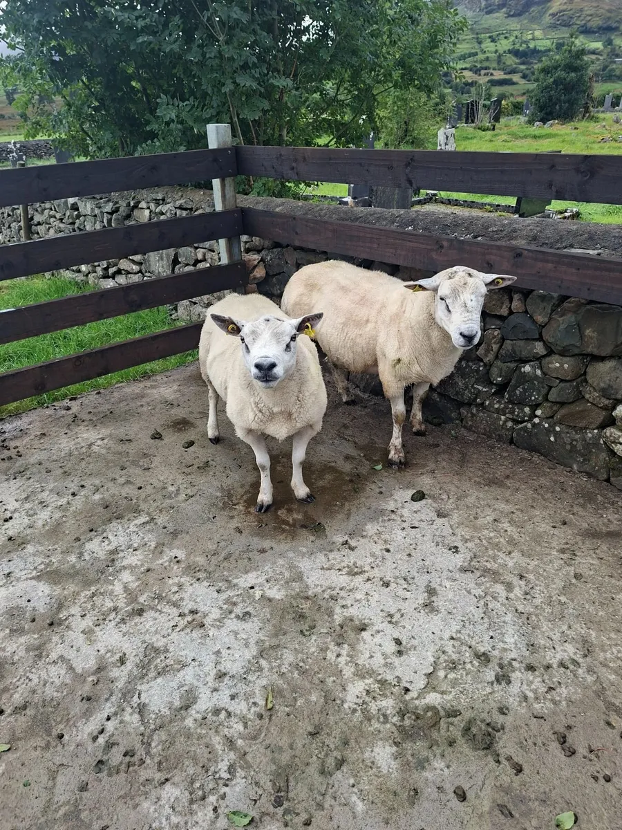 Texel Rams - Image 1