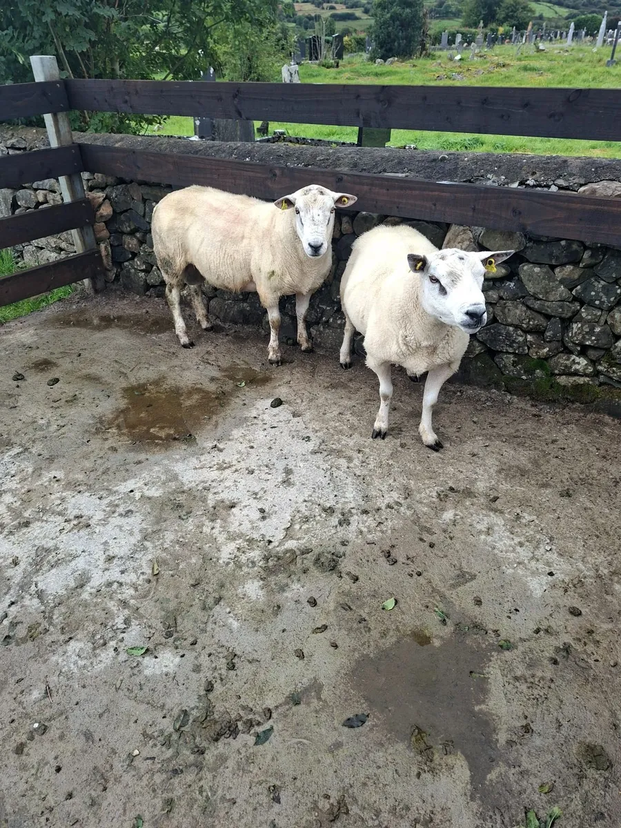 Texel Rams - Image 2