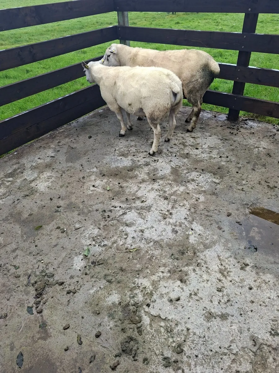 Texel Rams - Image 3