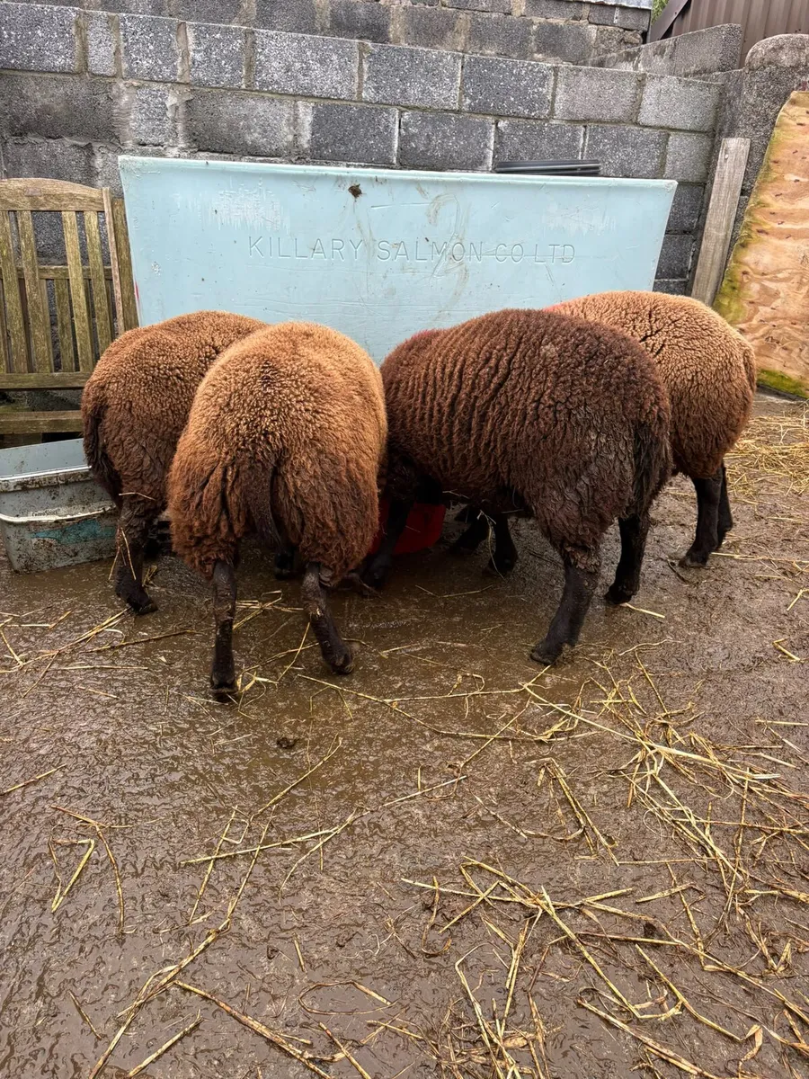 Dutch spotted lambs - Image 2