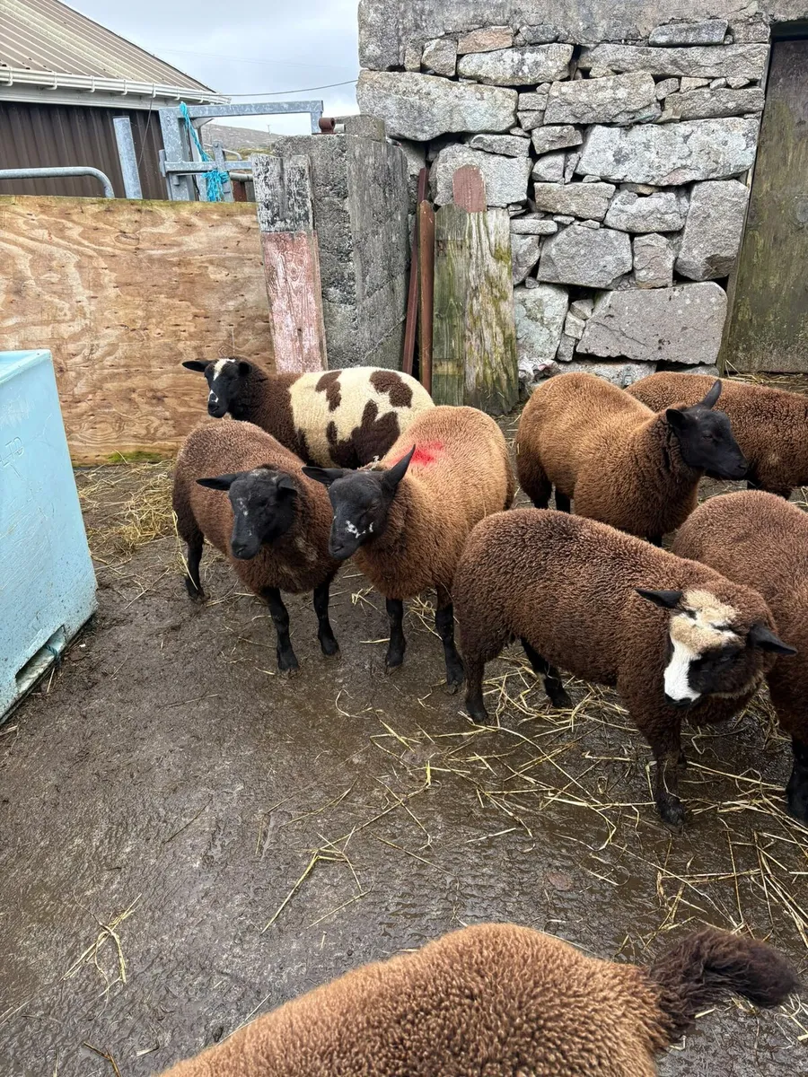 Dutch spotted lambs - Image 3