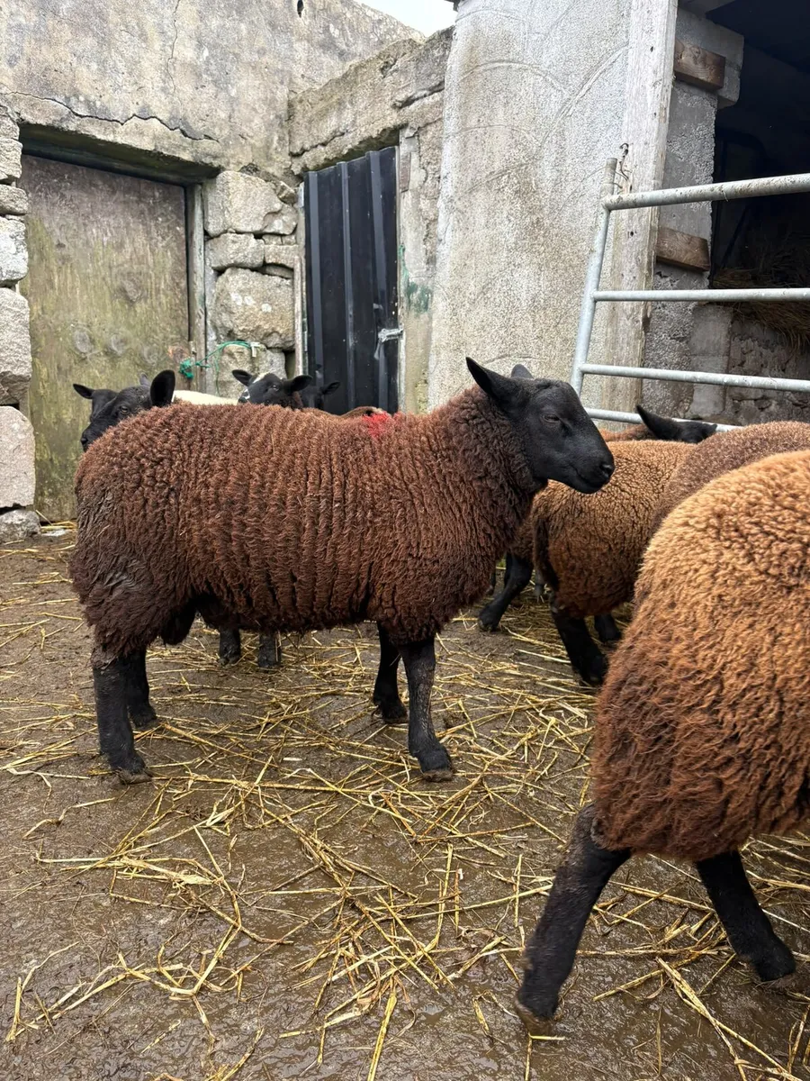 Dutch spotted lambs - Image 4