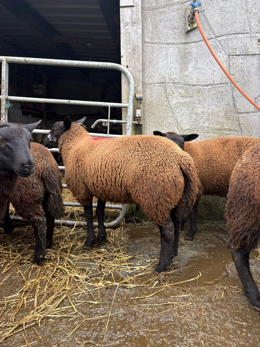 Dutch spotted lambs - Image 1