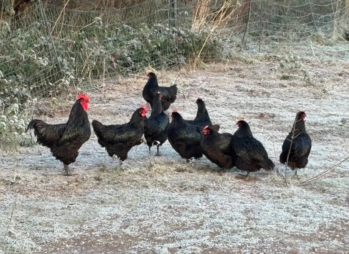 Unrelated breeding pairs of Australorp - Image 1