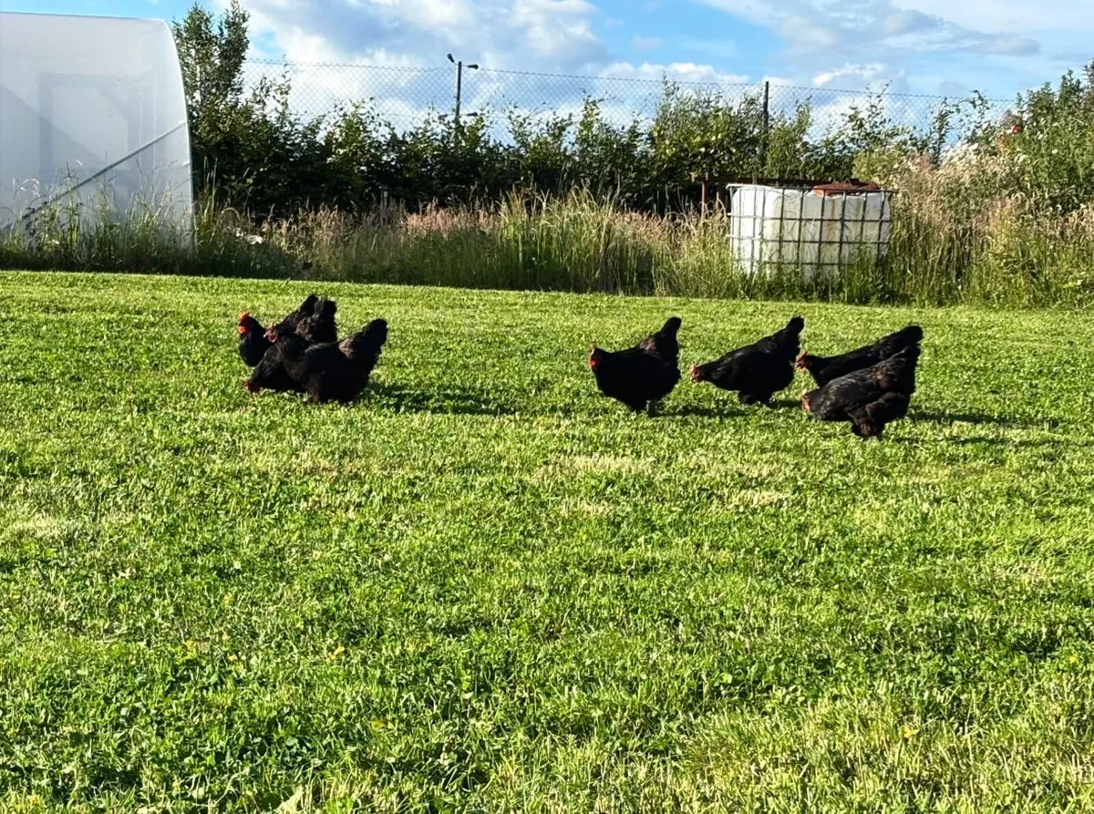 Unrelated breeding pairs of Australorp - Image 2